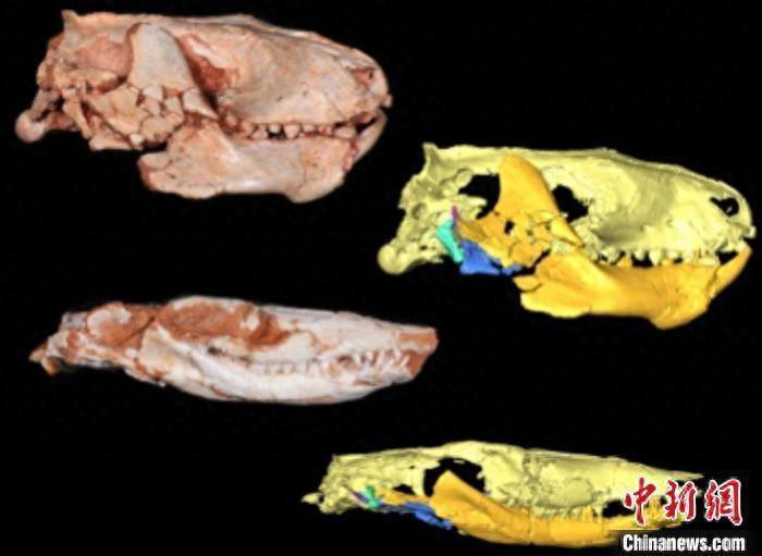 哺乳动物下颌关节如何起源？2.25亿年前化石研究有新发现_哺乳动物下颌关节如何起源？2.25亿年前化石研究有新发现_